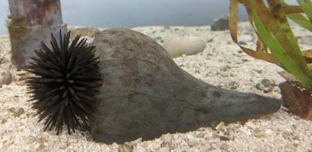 Sea snails