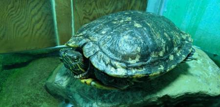 Turtle