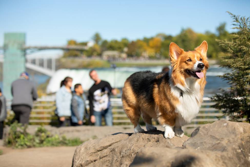 Tails on Trails Niagara Falls USA Events Calendar