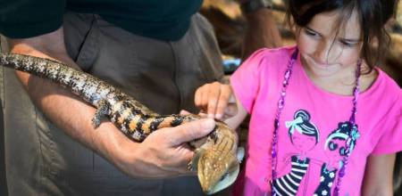 Wildlife fest