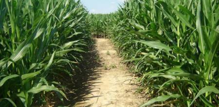 Cambria corn maze