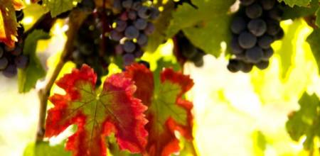Harvest festival