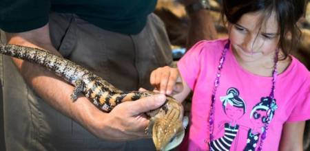 Wildlife festival