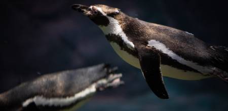 Penguin days