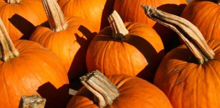 Pumpkin fiesta